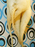 0512daikon02.jpg